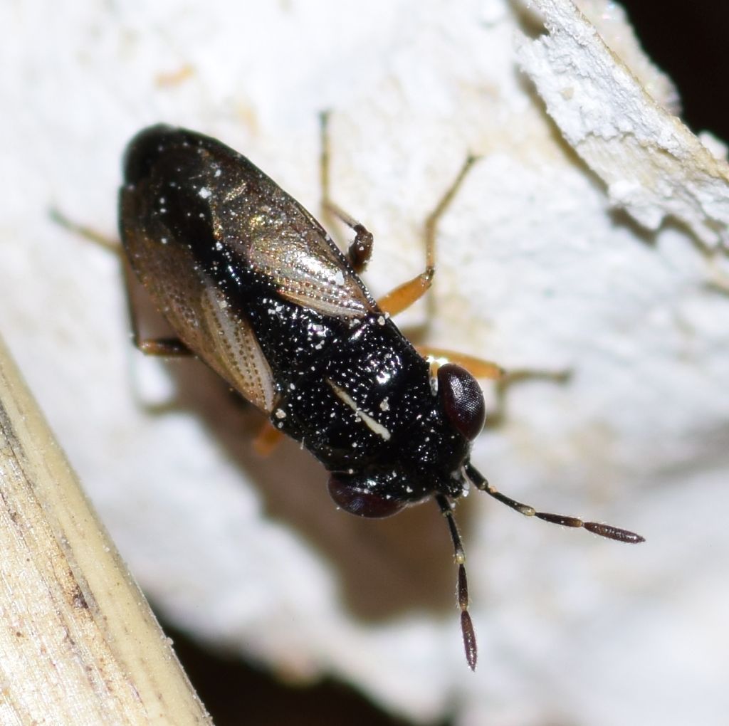 Lygaeidae: Geocoris ater (Fabricius, 1787)